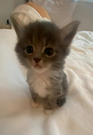 ,misty,