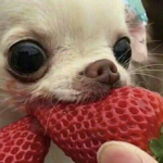 tiku''