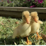 the best ducky group
