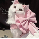 !! KITTENS