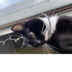 Kylo my cat