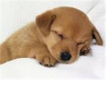 Dogs And Puppy Lovers!!!!