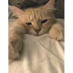 KatzeKatze