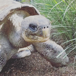 Turtle powers