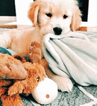 Hearts’s puppy group