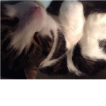 Cats! Cats! Cats!