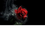DARK ROSE DARK ROSE