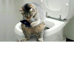 Cat poop inc