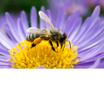 pollination