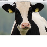 Magic cow fans group