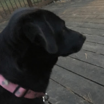 BellaTheDogFanGroup