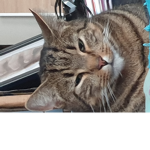 derp cats group