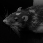 rratzz