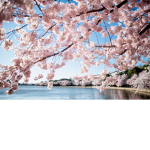 Cherry blossom flower