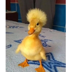 My quack children