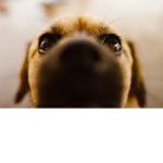 DogoFan Group