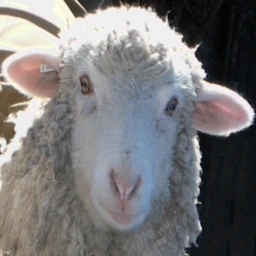 Raise A Lamb (WIP) icon