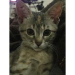 kittens galore!
