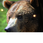 Bear club people