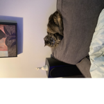 Cats?idk