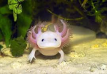 club axolotl brasileiro