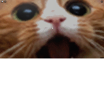 kitty cats are cool kitty cat empire