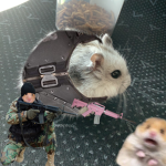 Hamster_animal