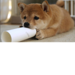shiba inu doges comunity