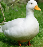 Ducky TD