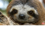 Nice sloth;)