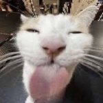 Extra crunchy kitty crunch