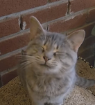 Kitties HQ