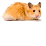 Poppy's Hamster Fan Squad !!