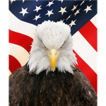 Bald Eagles Gang