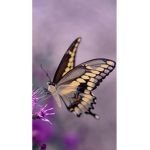 ImPoland2535 ButterFly's