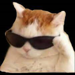 Katzen limo