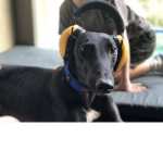 Greyhound fan club!