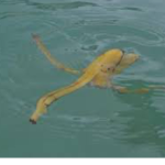 The Sea Banana offical fan club