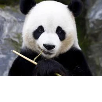 Pandas clan Roblox group icon