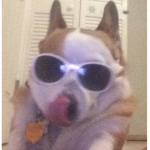 Butterscotch the corgi