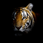 Tigers! (Cheer Team)