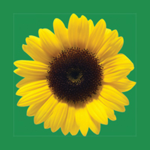 Official SunFlower Squad!