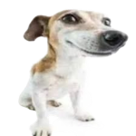 dog woof bark grr