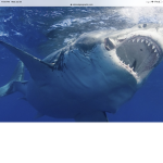 Save the sharks and trees