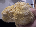 Chicken City Community