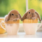 BunniesBunnies
