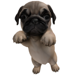 Cute Pug Dog Puppy