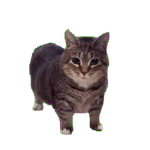 OIIAI