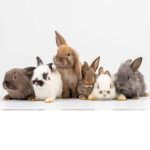 Bunnies are the best animal on earth