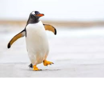 Penguin people cause like yeah?.